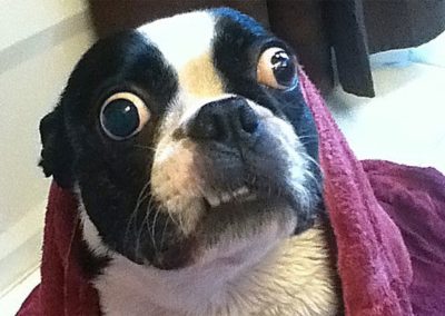 largest-dog-eyes-inv